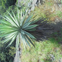 Agave angustifolia Haw.